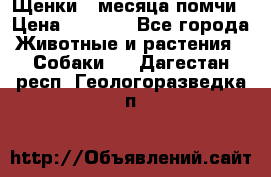 Щенки 4 месяца-помчи › Цена ­ 5 000 - Все города Животные и растения » Собаки   . Дагестан респ.,Геологоразведка п.
